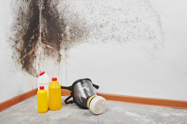 Best Mold Testing  in Mount Clemens, MI