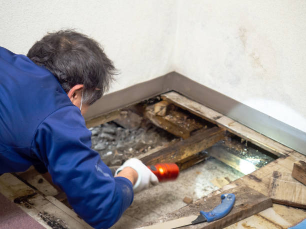Best Mold Cleaning Services  in Mount Clemens, MI