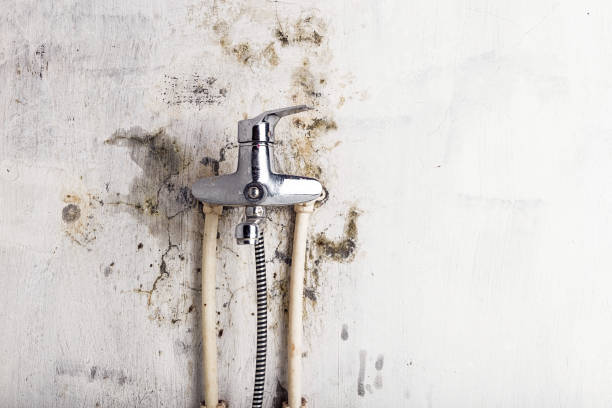 Best Best Mold Removal Companies  in Mount Clemens, MI