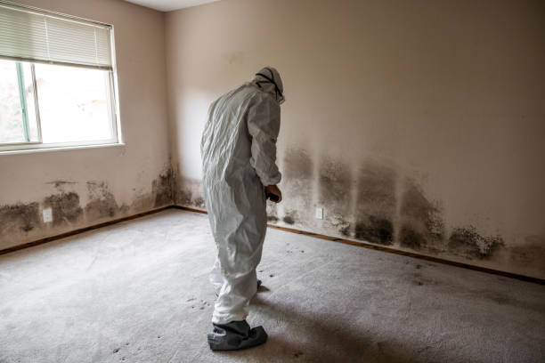 Best Toxic Mold Removal  in Mount Clemens, MI