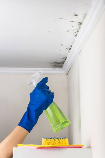 Reliable Mount Clemens, MI Mold Removal Solutions